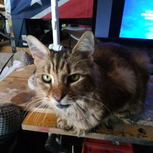 Meet your Posher, James